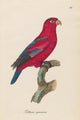Monographie der Papergeien 1842 Poster Print showcasing intricate botanical art