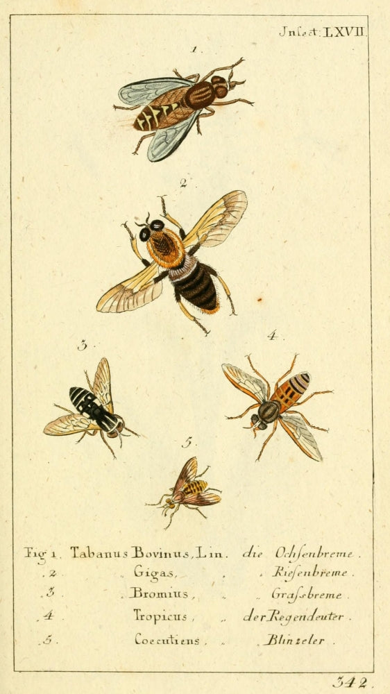 Naturgeschichte des Thierreichs 1780 Horseflies Poster Print by Daniel Sotzmann