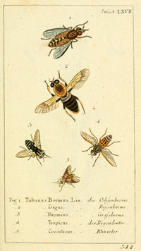 Naturgeschichte des Thierreichs 1780 Horseflies Poster Print by Daniel Sotzmann