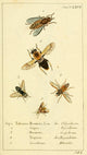 Naturgeschichte des Thierreichs 1780 Horseflies Poster Print by Daniel Sotzmann