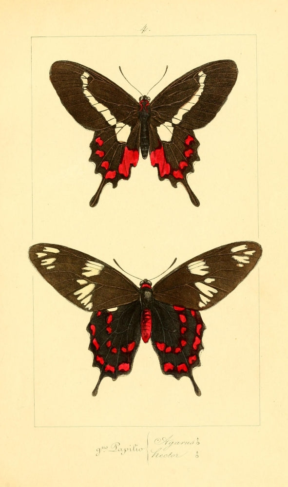 Histoire Naturelle des Lépidoptères Exotiques 1845 Agarus Poster Print