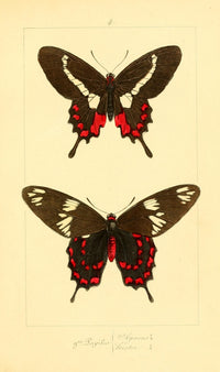 Histoire Naturelle des Lépidoptères Exotiques 1845 Agarus Poster Print