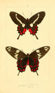 Histoire Naturelle des Lépidoptères Exotiques 1845 Agarus Poster Print