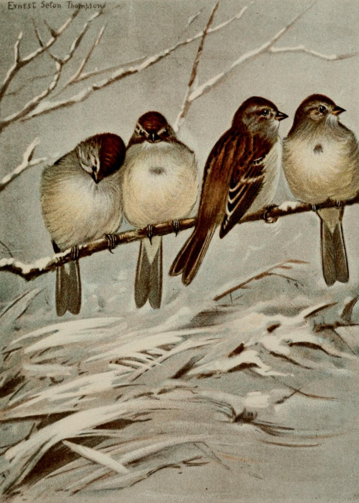 Bird Life 1901 Tree Sparrow Poster Print by Ernest T. Seton