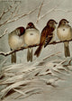 Bird Life 1901 Tree Sparrow Poster Print by Ernest T. Seton