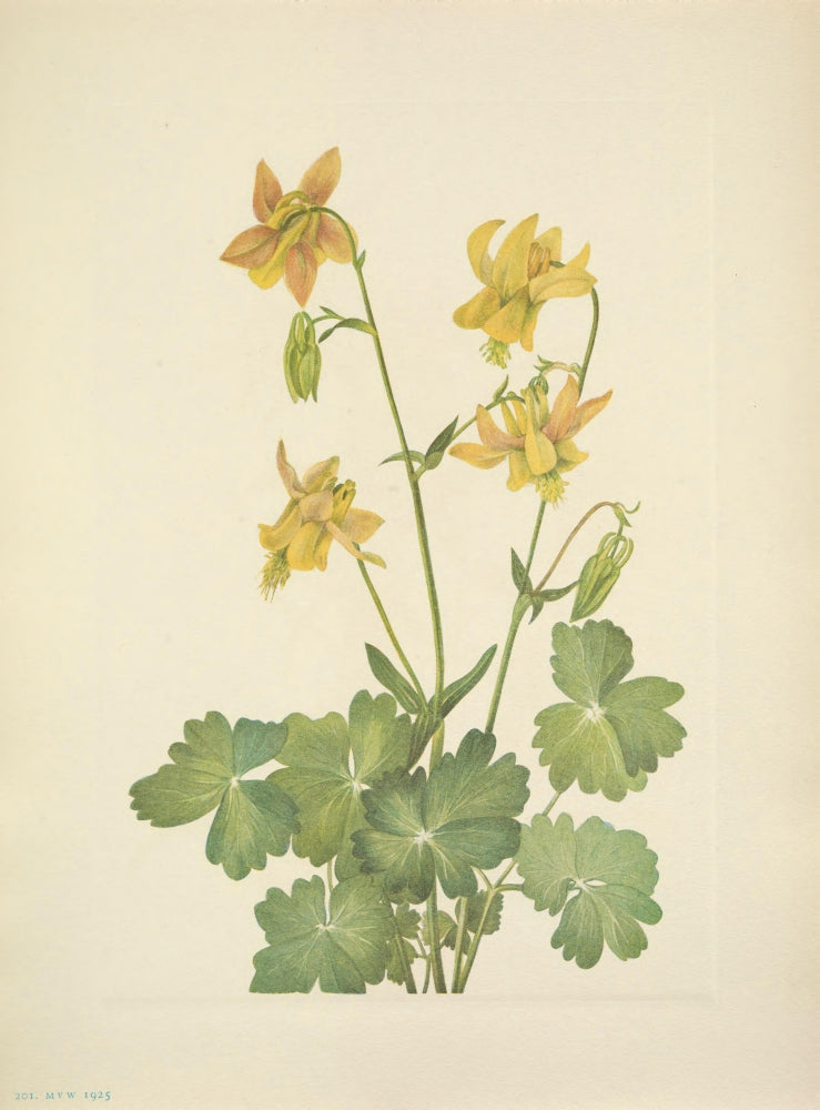 Lemon Columbine Poster Print featuring N. American Wild Flowers by Mary V. Walcott