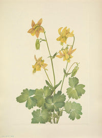 Lemon Columbine Poster Print featuring N. American Wild Flowers by Mary V. Walcott