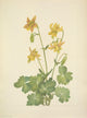 Lemon Columbine Poster Print featuring N. American Wild Flowers by Mary V. Walcott