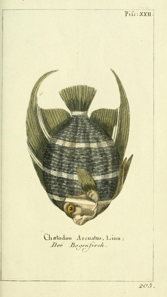 Naturgeschichte des Thierreichs 1780 Bowfish Poster Print showcasing intricate marine life details.
