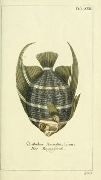 Naturgeschichte des Thierreichs 1780 Bowfish Poster Print showcasing intricate marine life details.
