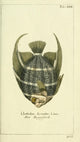 Naturgeschichte des Thierreichs 1780 Bowfish Poster Print showcasing intricate marine life details.