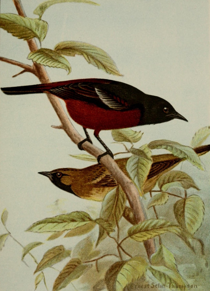 Bird Life 1901 Orchard Oriole Poster Print by Ernest T. Seton