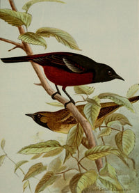 Bird Life 1901 Orchard Oriole Poster Print by Ernest T. Seton