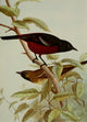 Bird Life 1901 Orchard Oriole Poster Print by Ernest T. Seton