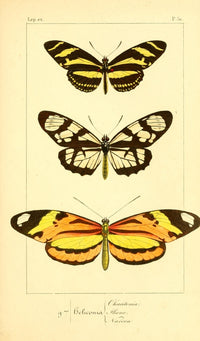Histoire Naturelle des Lépidoptères Exotiques 1845 Charitonia Poster Print showcasing exotic butterflies.