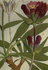 Alpine Flora 1911 Gentiana Purpurea Poster Print by Philippe Robert