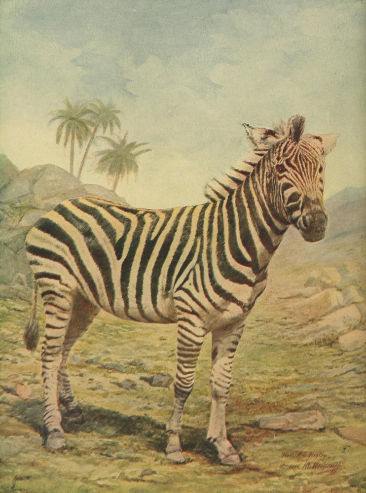 Birds & Nature Zebra Poster Print from 1899-1905 on premium paper