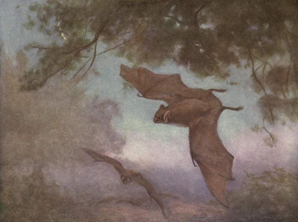 Wild Beasts of the World 1909 Vampires Poster Print by Cuthbert E. Swan