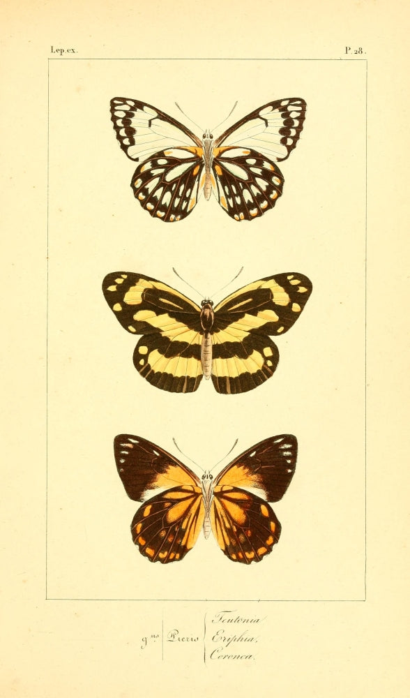 Histoire Naturelle des Lépidoptères Exotiques poster print featuring colorful butterflies.