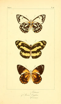 Histoire Naturelle des Lépidoptères Exotiques poster print featuring colorful butterflies.