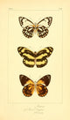Histoire Naturelle des Lépidoptères Exotiques poster print featuring colorful butterflies.