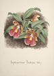 Collection d'Orchide c.1900 Trychocentrum Poster Print showcasing vibrant orchids.