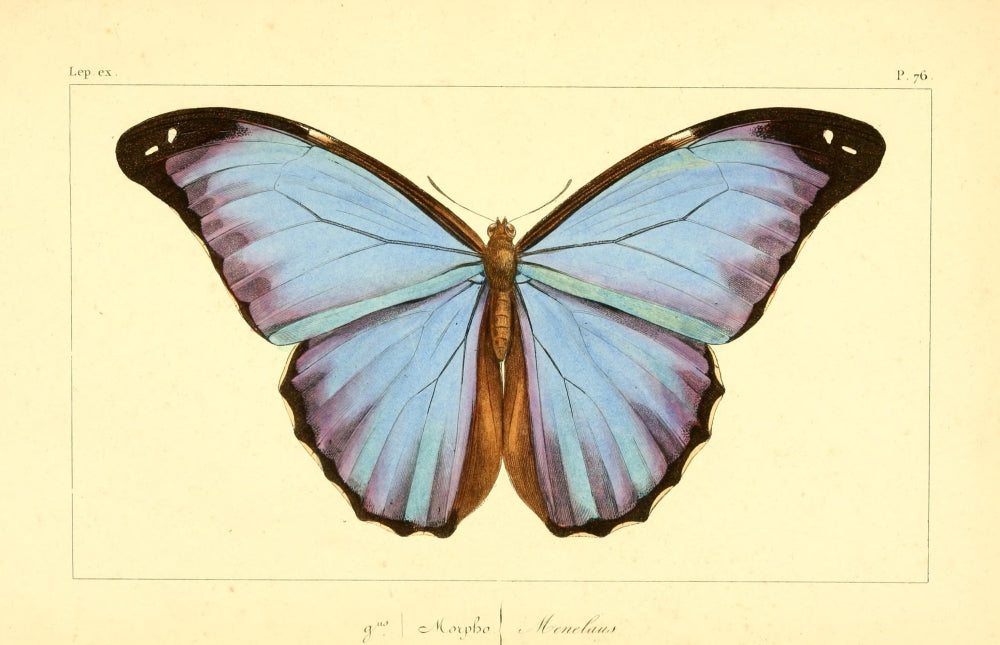 Histoire Naturelle des Lépidoptères Exotiques 1845 Poster Print by P. Pauquet