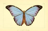 Histoire Naturelle des Lépidoptères Exotiques 1845 Poster Print by P. Pauquet