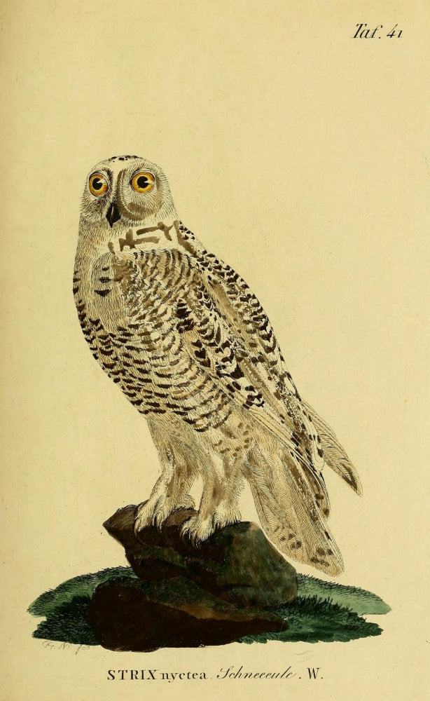 Snowy Owl Poster Print from Naturgeschichte der Vögel by J.A. Naumann