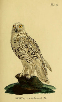 Snowy Owl Poster Print from Naturgeschichte der Vögel by J.A. Naumann