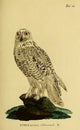 Snowy Owl Poster Print from Naturgeschichte der Vögel by J.A. Naumann