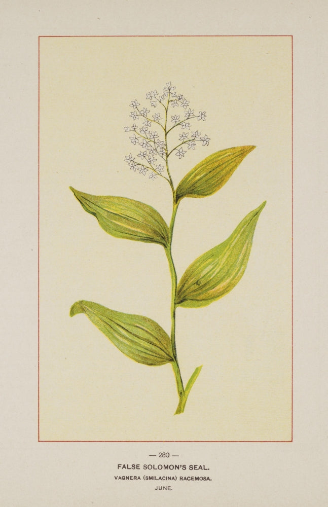 Wild Flowers of America 1894 False Solomon's Seal Poster Print showcasing delicate botanical art.