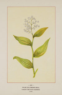 Wild Flowers of America 1894 False Solomon's Seal Poster Print showcasing delicate botanical art.