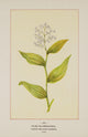 Wild Flowers of America 1894 False Solomon's Seal Poster Print showcasing delicate botanical art.