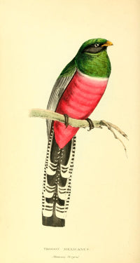 Zoological Illustrations 1833 Trogon Mexicanus Poster Print by W.J. Swainson