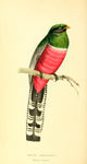 Zoological Illustrations 1833 Trogon Mexicanus Poster Print by W.J. Swainson