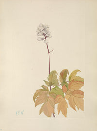 N. American Wild Flowers 1925 Ivory Baneberry Poster Print by Mary V. Walcott