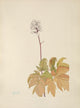 N. American Wild Flowers 1925 Ivory Baneberry Poster Print by Mary V. Walcott