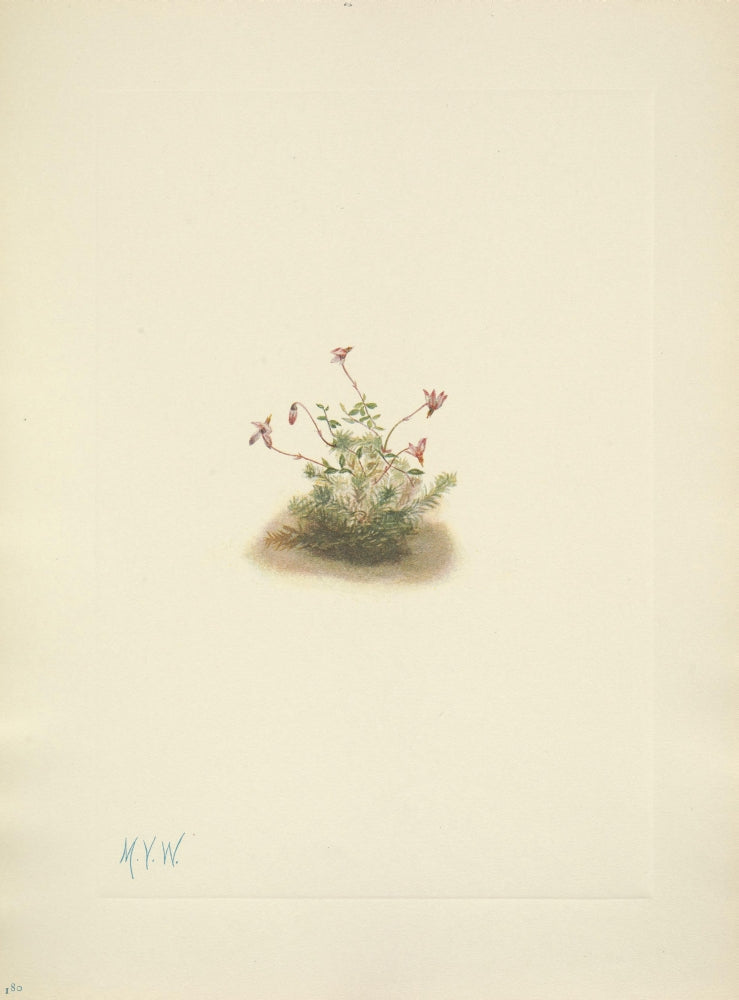 N. American Wild Flowers fine art print by Mary V. Walcott showcasing vibrant floral design.