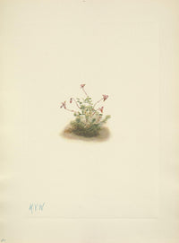 N. American Wild Flowers fine art print by Mary V. Walcott showcasing vibrant floral design.