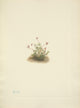 N. American Wild Flowers fine art print by Mary V. Walcott showcasing vibrant floral design.