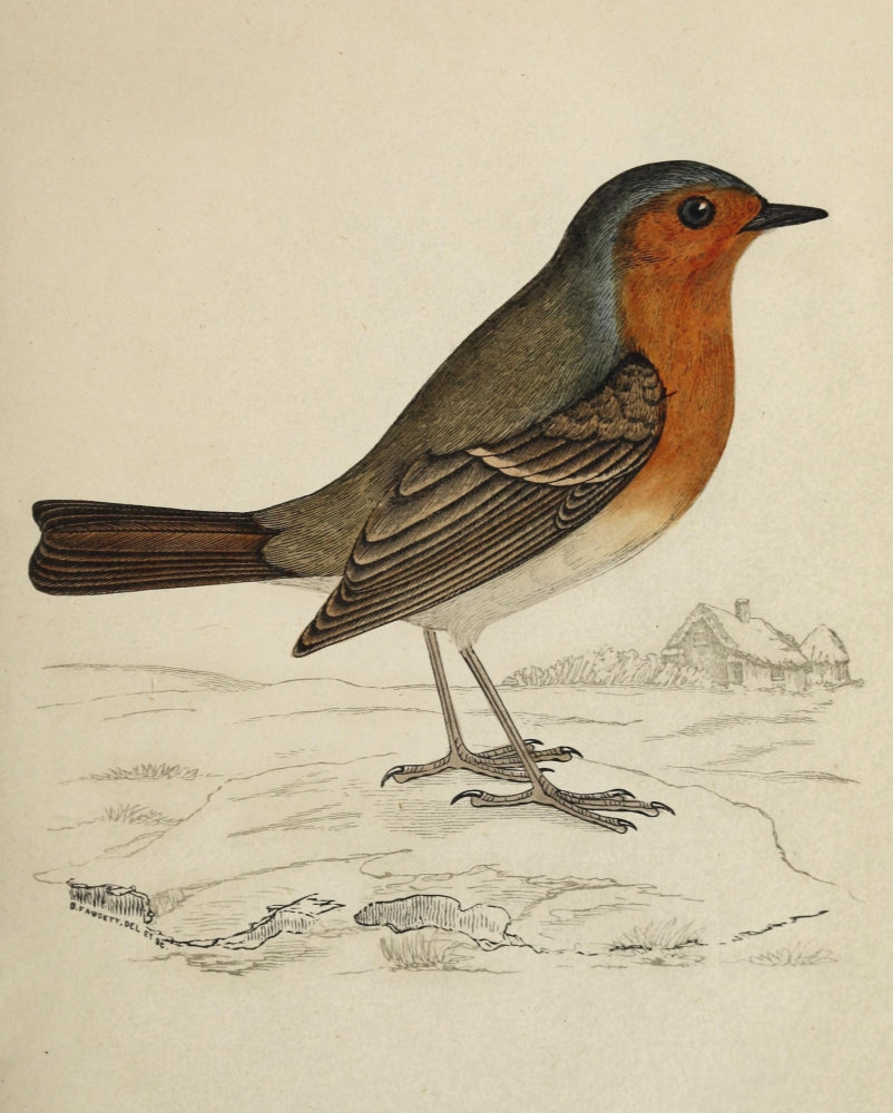 History of British Birds 1862 Robin Poster Print showcasing a charming robin.