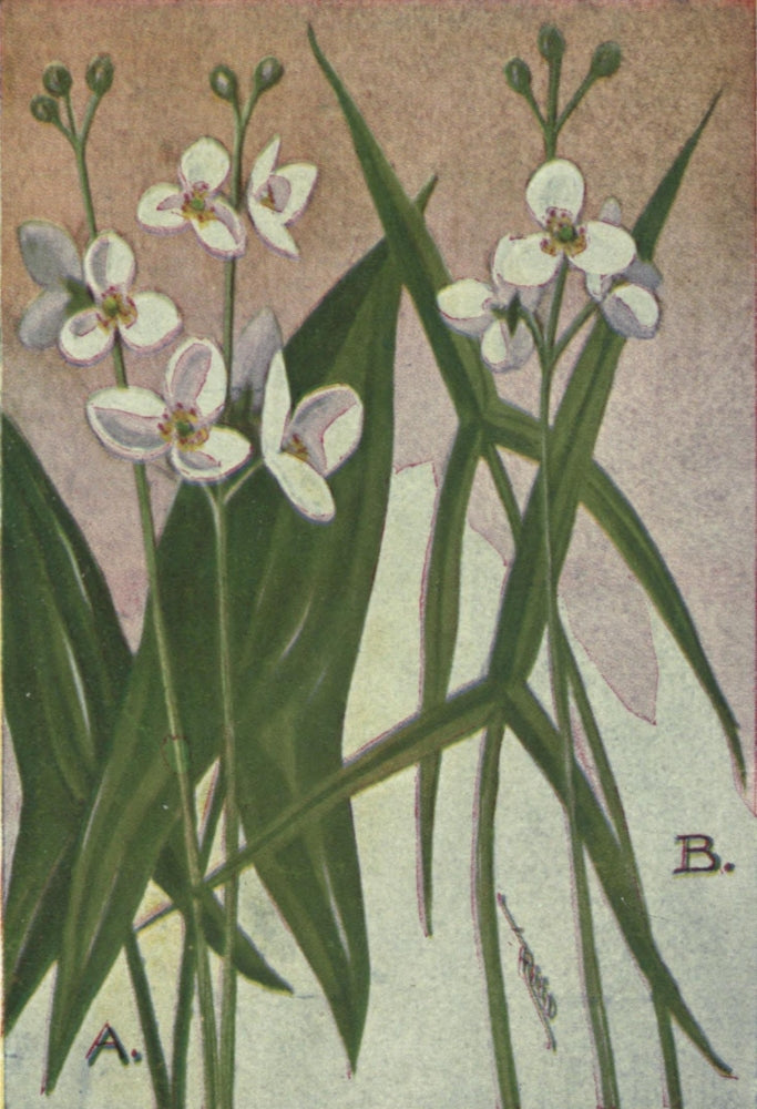 Wild Flowers East of the Rockies 1910 Arrowheads Poster Print