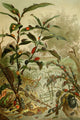 Royal Natural History 1893-1896 Beatles Poster Print