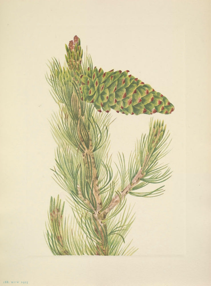 N. American Wild Flowers Limber Pine Art Poster Print by Mary V. Walcott