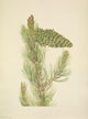 N. American Wild Flowers Limber Pine Art Poster Print by Mary V. Walcott