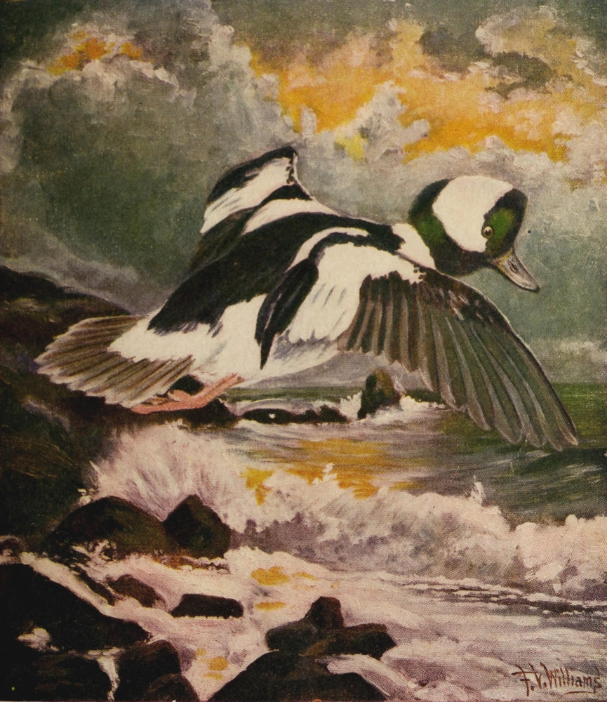 Rod & Gun in Canada 1916-22 Duck Flight Poster Print by F.V. Williams