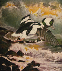 Rod & Gun in Canada 1916-22 Duck Flight Poster Print by F.V. Williams
