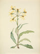 N. American Wild Flowers Mourning Groundsel Poster Print by Mary V. Walcott.