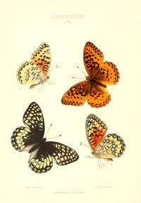 Synopsis of North American Butterflies 1979 Argynnis Poster Print by Mary Peart